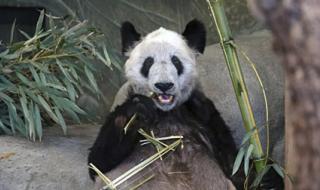 情况怎么样了 丫丫将直接送至上海